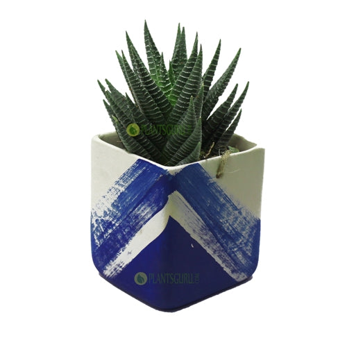 Haworthia Var in Blue White Ceramic Pot