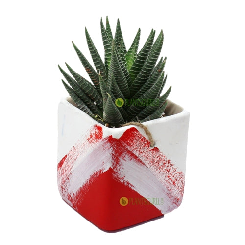 Haworthia Var in Red White Ceramic Pot