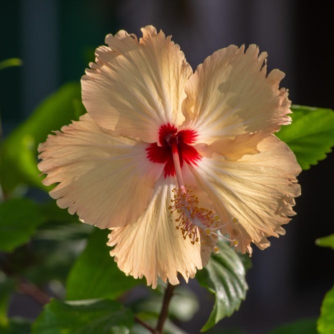 Hibiscus Orange Desi Plant - Jaswand, Gudhal