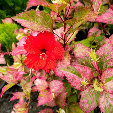 Hibiscus Variegated Red Plant - Hibiscus Rosa-Sinensis Red Hot, Variegated Hibiscus Red Hot