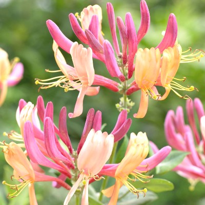 Honeysuckle Plant - Lonicera Plant