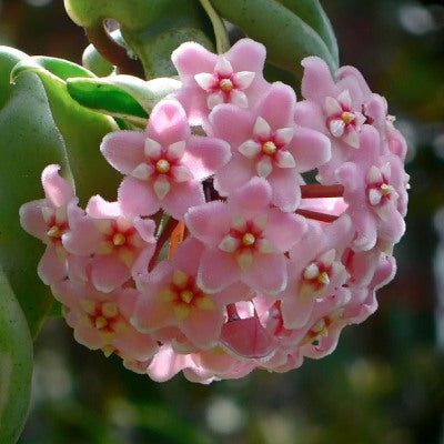 Hoya Carnosa Vareigata