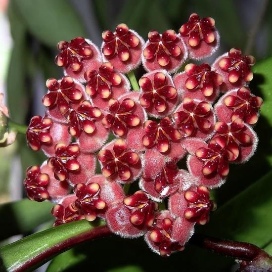 Hoya Kentiana Plant