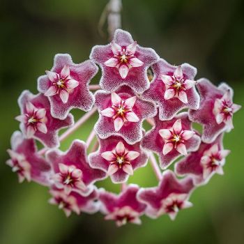 Hoya Red Plant