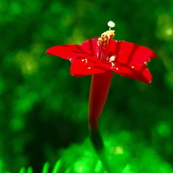 Humming Bird Vine - Ganesh Vel, Kamlatha Plant, Ipomoea Pinnata, Cypress Vine, Star Ipomoea