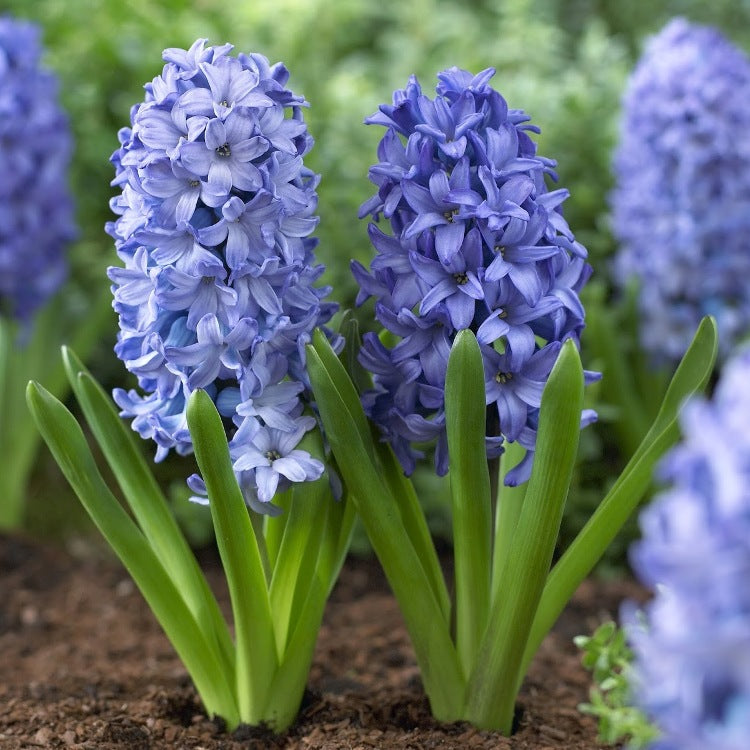 Hyacinth Delft Blue - 3 Bulbs