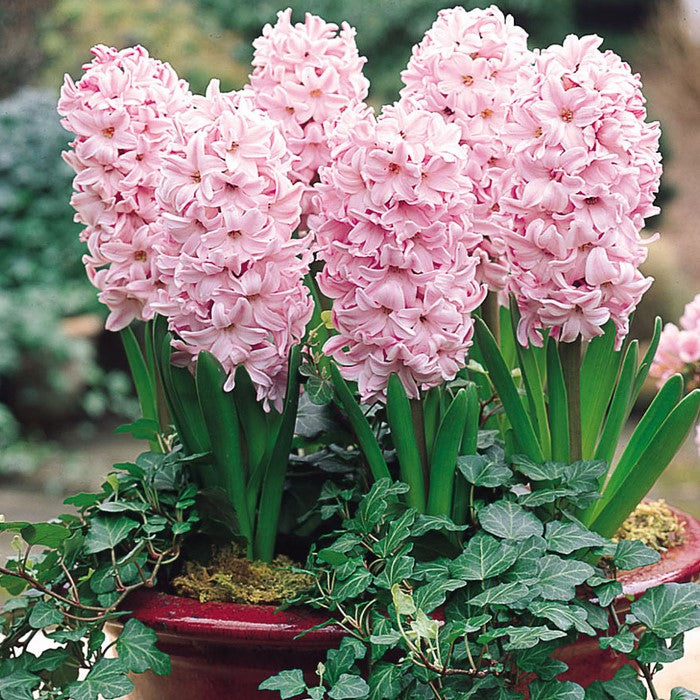 Hyacinth Fondant (3 Bulbs)