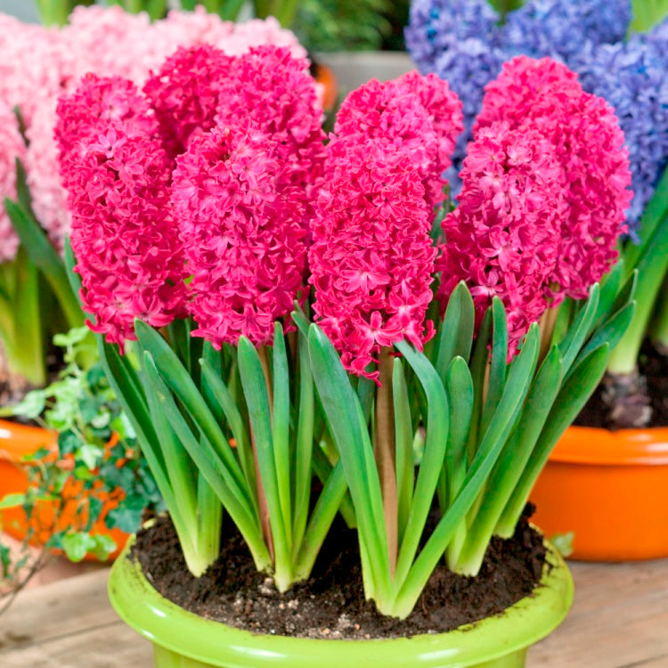 Hyacinth Jan Bos Pink - 3 Bulbs