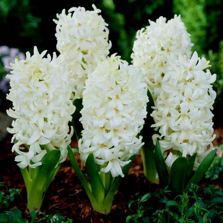 Hyacinth Aiolos - 3 Bulbs