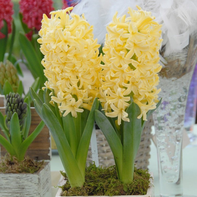 Hyacinth Yellow Stone - City of Herlem (3 Bulbs)