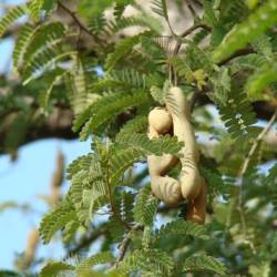 Imli Plant - Tamarind, Tamarindus indica