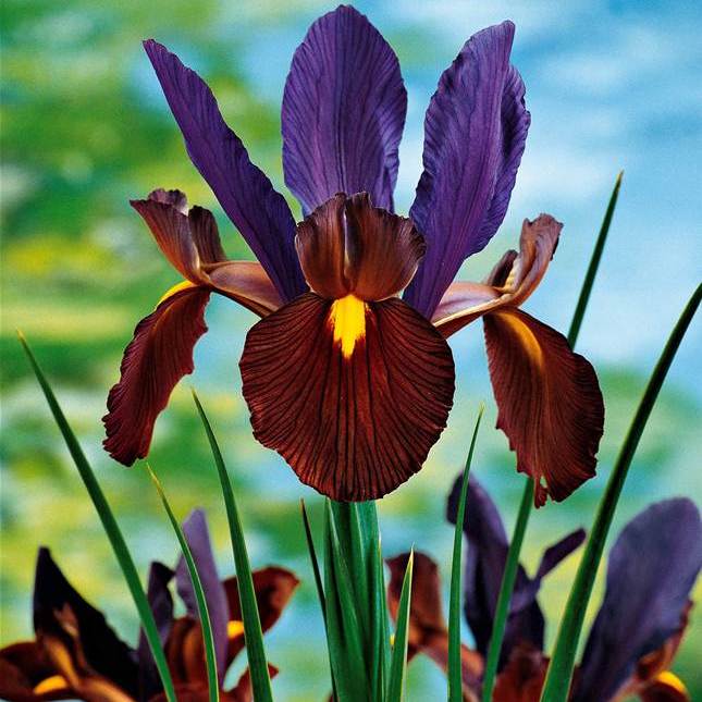 Iris Eye of Tiger (4 Bulbs)