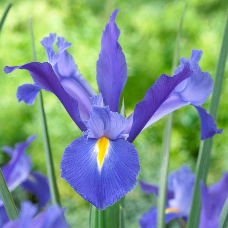 Iris Telestar,Blue Pearl(5 Bulbs)