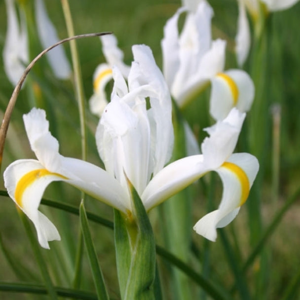 Iris White Excelsior (4 Bulbs)