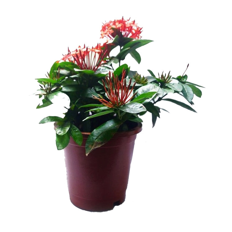 Ixora Big Pink