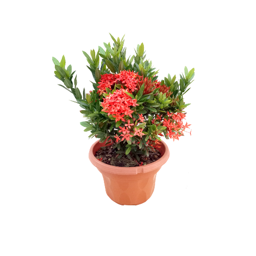 Ixora Mini Dwarf Orange Plant