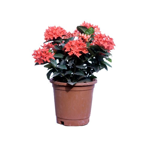 Ixora Dwarf Orange Flower Plant