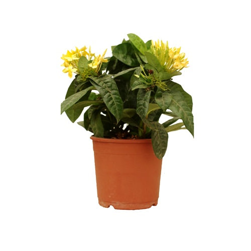 Ixora Dwarf Yellow Plant