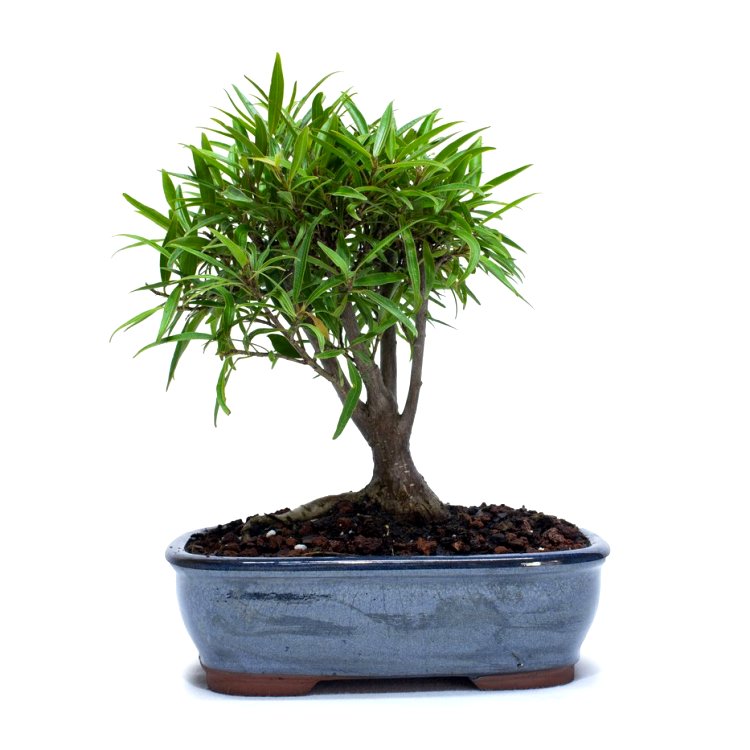 Ixora Mini Dwarf Bonsai - 4 Years