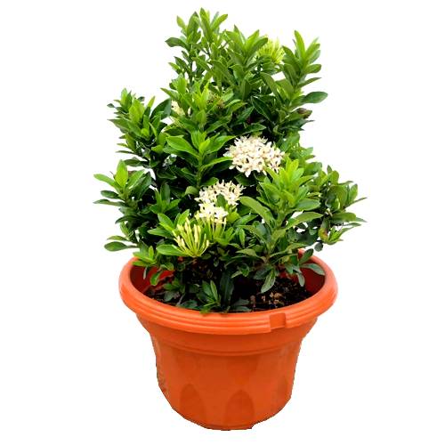 Ixora Mini Dwarf White Plant