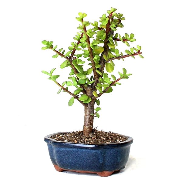 Jade Plant Bonsai - 3 Years