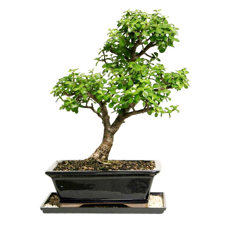 Jade Plant Bonsai - 5 Years