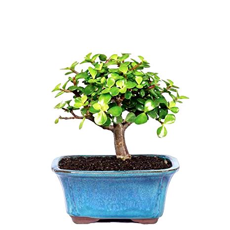 Jade Plant Bonsai - 2 Years