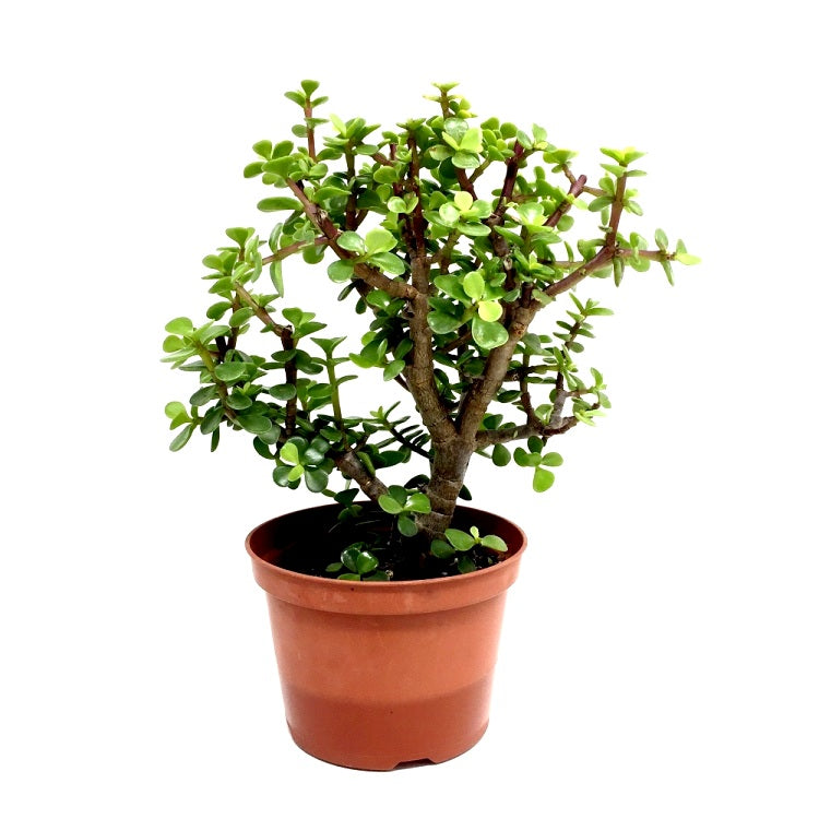 Jade Plant - Elephant Bush Plant, Portulacaria Afra Green, Lucky Plant