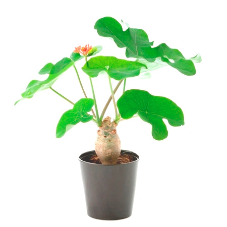 Jatroph Podagrica Plant