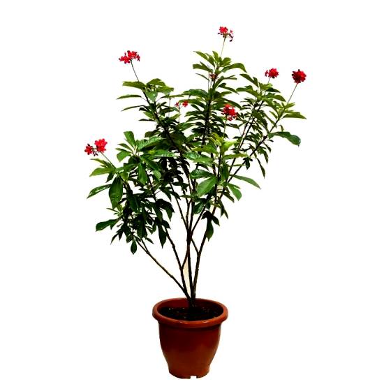 Jatropha Variegated Red