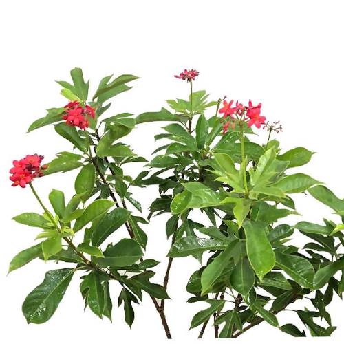 Jatropha Variegated Red