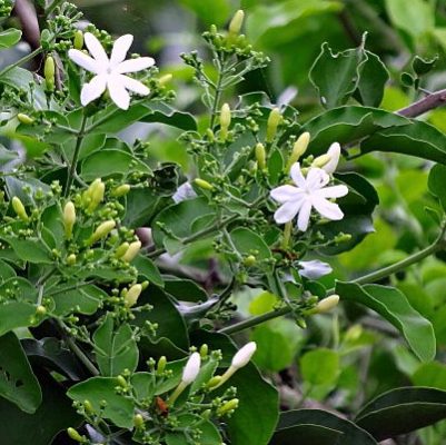 Jui Plant - Juhi, Indian Jasmine,  Jasminum Molle