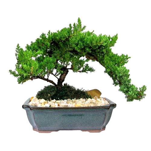 Juniper Bonsai Plant - 4 years old