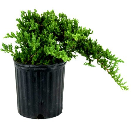 Juniper Plant - Juniperus Communis