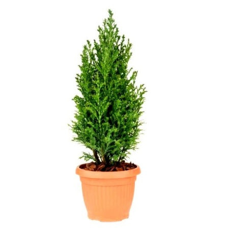 Juniper Plant - Juniperus Pyramidus