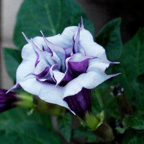 Buy Kala Dhatura Plant online at best price