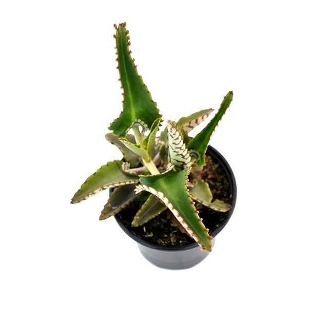 Kalanchoe Daigremontiana Succulent - Mother of Thousand