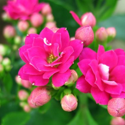 Calanchchu Pink Double - Kalanchoe Plant