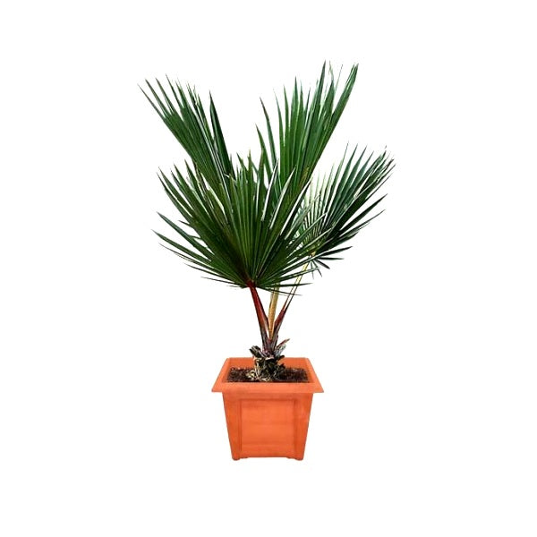 Latania Rubra Palm