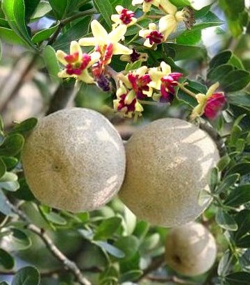 Limonia Acidissima - Kawath Plant, Wood Apple