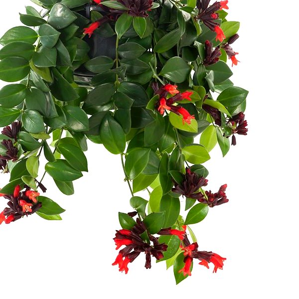 Lipstick Vine - Aeschynanthus Radicans