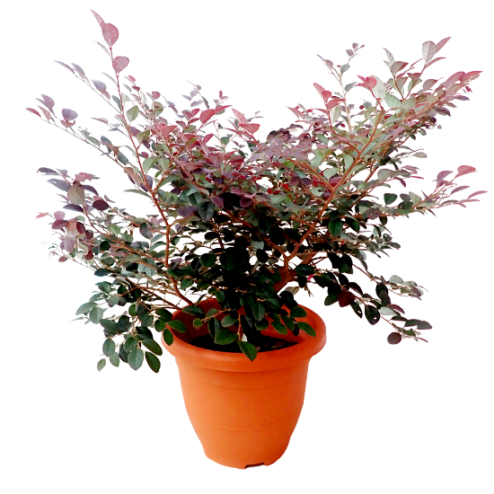 Loropetalum Chinense