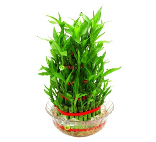 5 Layer Lucky Bamboo