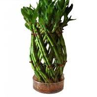 Lucky Bamboo Pineapple Basket