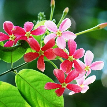 Madhumalati Vine - Rangoon Creeper Plant