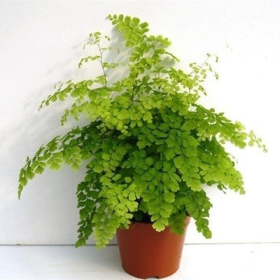 Maiden Hair Fern - Adiantum Capillus Veneris