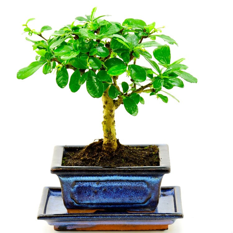 Malphigia I Shape Bonsai