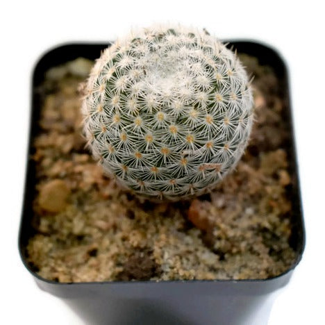 Mammillaria Elegans - Cactus Plant