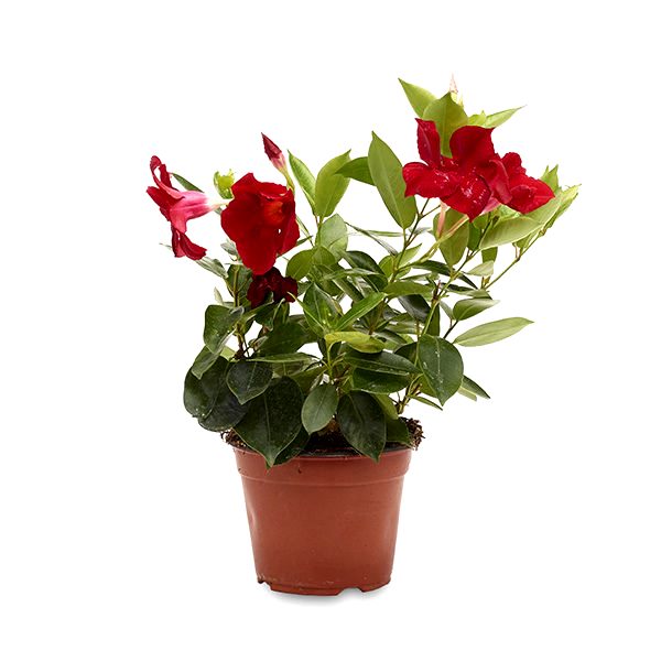 Mandevilla Maroon Plant