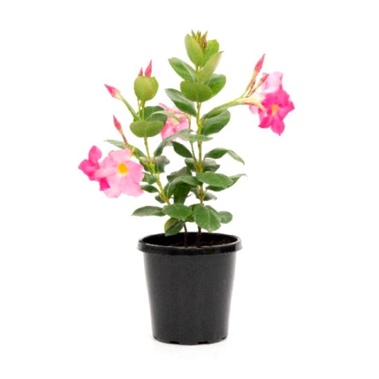 Mandevilla Pink Plant